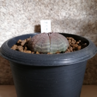 ユーフォルビア オベサについて質問です 画像のオベサですが 日に日に背が Yahoo 知恵袋