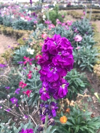 花の名前を教えてください アラセイトウ ストック かな Yahoo 知恵袋