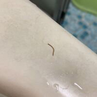 これなんの虫ですか お風呂場で体洗うやつに付いてました小さく透 Yahoo 知恵袋
