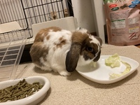 うさぎのおやつについて 生後二カ月のネザーランドドワーフです しつけを Yahoo 知恵袋