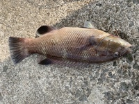 この魚はなんですかちなみに瀬戸内海です コブダイ カンダイ の幼魚 Yahoo 知恵袋