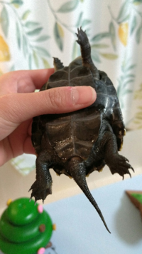 ニホンイシガメのオスメスの見分け方について 尻尾の排泄孔が外側か内側かで Yahoo 知恵袋