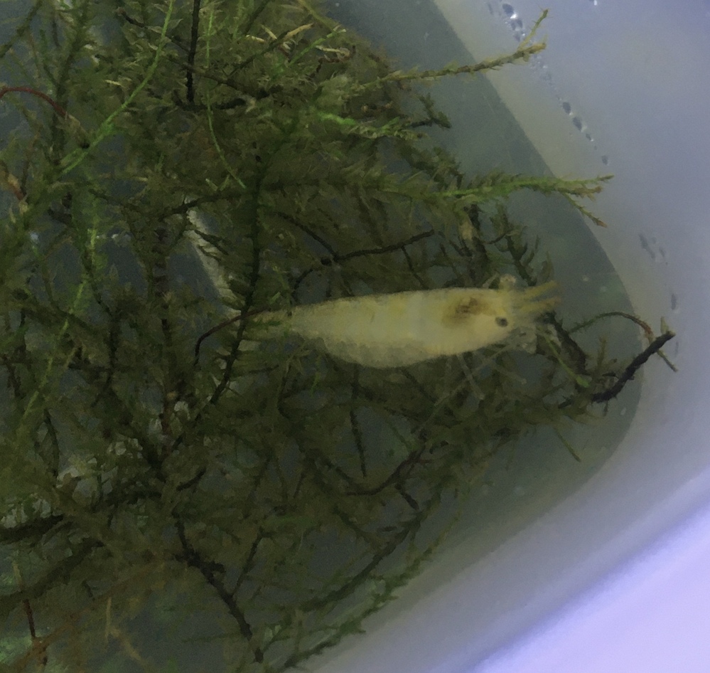 アクアリウム 解決済みの質問 Yahoo 知恵袋