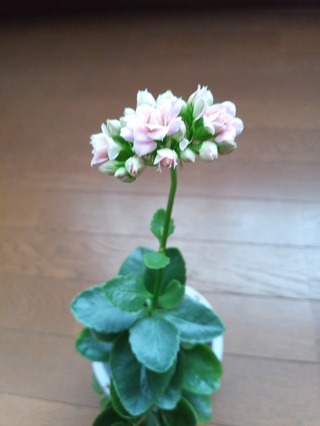 観賞用室内鉢から芽が出て花が咲きました 発芽からここまで約5か月 月2回水やり Yahoo 知恵袋