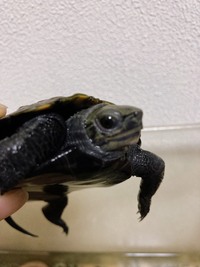 ニホンイシガメって捕獲して飼うことはできないのですか なんか違法 とかな Yahoo 知恵袋
