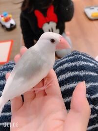 白文鳥の性別についてです 今日連れて帰ったのですがおそらく2ヶ Yahoo 知恵袋