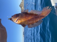 この魚の名前を教えてください千葉の岩井海岸沖で釣りました Yahoo 知恵袋