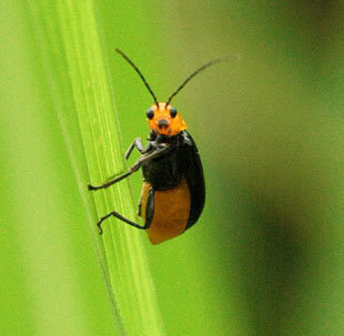 こっちみんな！」で有名なこの画像の虫はなんという虫ですか 