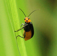 0以上 顔文字 こっちみんな 顔文字 こっち見んな Cahayujpantq