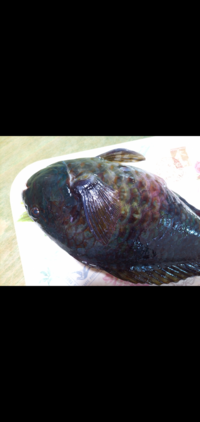 今日東京で釣ったのですがこれは青ブダイでしょうか またこの魚は食べら Yahoo 知恵袋