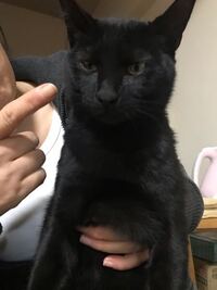 猫の左目がおかしいです たまに片目をつぶった状態になります 右目と左目を見比 Yahoo 知恵袋