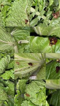 大根と白菜を育てているのですが ふと畑に行くと黒 茶色の画像のような Yahoo 知恵袋
