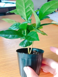 コーヒーの木を植え替えた後 ひと株がしおれてしまいました 植 Yahoo 知恵袋