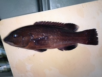 ワンピースでの質問です アニメでゾロがパーソロミュークマとで 何 Yahoo 知恵袋