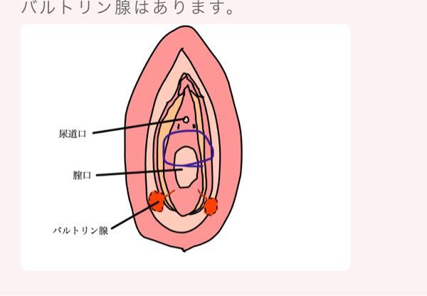 膣の入り口上あたりがボコッと出ています 紫の丸あたり 下腹部痛腰痛便が出 Yahoo 知恵袋