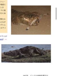 トラとワニはどっちが強いですか 陸上ならばトラ 水中ならばワニ ワニ Yahoo 知恵袋