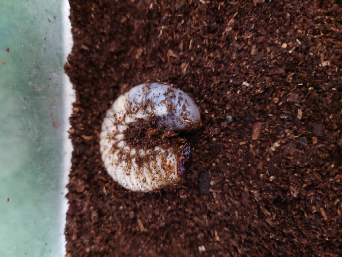 カブトムシの幼虫をベランダで飼っていたのですが、ここ何日か気温がマイナスになっ... - Yahoo!知恵袋