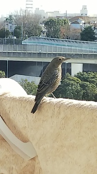 ベランダに鳥が来ました 名前を知りたくて調べてみたのですが ヒヨドリともツグミ Yahoo 知恵袋