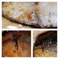 この間天然ブリを食べたのですが この黒い糸みたいなのは 寄生虫か何か Yahoo 知恵袋