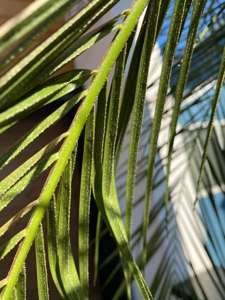 楽天市場】フェニックス 植え替え不要 ロベレニー 8号鉢 状態