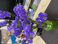 花屋さんで見つけて可愛いと思い買ったのですがこれはなんという花ですか ス Yahoo 知恵袋