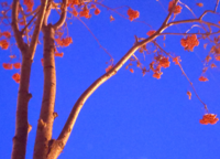 この木は何ですか 赤い実がついてます撮影地は北海道で季節は冬で Yahoo 知恵袋