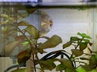 ゴールデンハニードワーフグラミーを飼っているんですがここ3 4週間ほ Yahoo 知恵袋