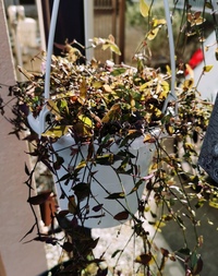 ブライダルベールを育てています 葉っぱも生い茂りつぼみもついています Yahoo 知恵袋