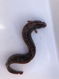 かっこいい名前の魚以前ネットでみたのですが 思い出せない魚がいますそれは 例 Yahoo 知恵袋