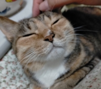 この猫の表情から どんな感情が想像できますか 猫を飼っていない人 Yahoo 知恵袋