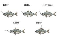 暖かくなったら金魚の泳がせ釣りでブラックバスを釣りに行きたいのですが Yahoo 知恵袋