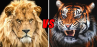 ライオン対トラの勝負は実質的には ほぼ互角 なのですかね Yahoo 知恵袋