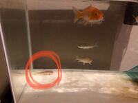 鯉とフナの冬の飼育について どうかアドバイスお願いします 現在 Yahoo 知恵袋
