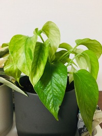 購入して二週間になるポトスの元気がありません 購入時は葉がぱり Yahoo 知恵袋