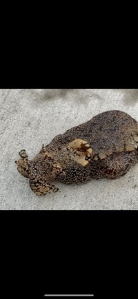 先日 岸壁釣りをしていたら変な生き物を釣りました すぐに海に帰しまし Yahoo 知恵袋