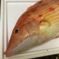 貰い物の魚なのですがこの魚は何という魚でしょうか フエフキの仲間です Yahoo 知恵袋