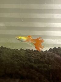 至急 グッピーの調子が悪いです いつもはメスを追いかけ回し Yahoo 知恵袋