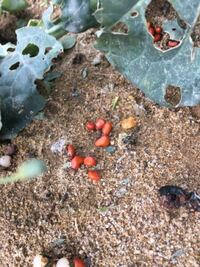 コーヒーや紅茶の茶殻を乾燥させて畑にまくと肥料や防虫効果が期待できると知り Yahoo 知恵袋