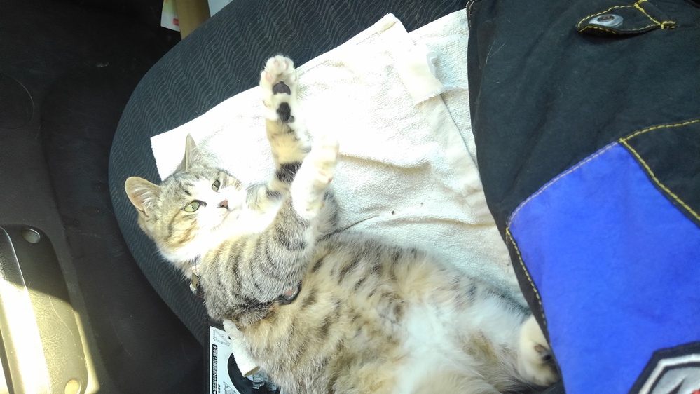 ネコ 解決済みの質問 Yahoo 知恵袋