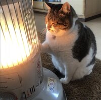 猫はストーブに近づきすぎてうっかり身体を焦がしてしまうおバカな生き物 Yahoo 知恵袋