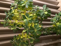 観葉植物に霧吹きをする時 室内で育てている場合 皆さんはそのまま Yahoo 知恵袋