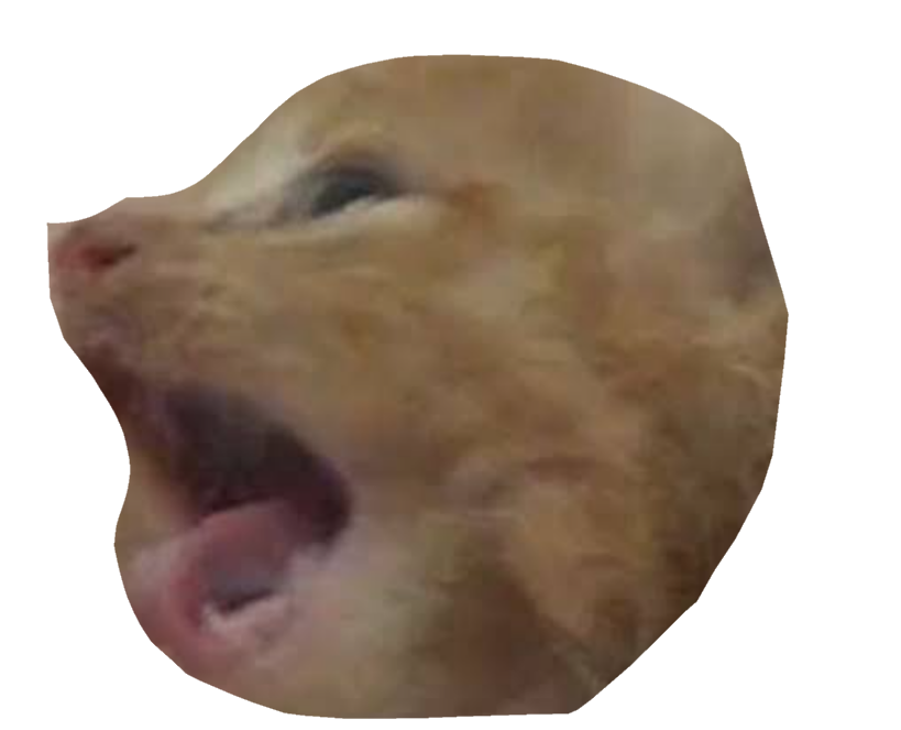 この猫の種類教えてください Yahoo 知恵袋