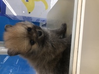 犬が化粧水と乳液塗った顔を舐めるのって危険ですか さっきリビングで寝てた Yahoo 知恵袋