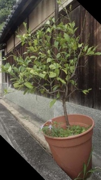 鉢植えしていたレモンの木を3月に庭に植えようと思います 植えた時に剪定は した Yahoo 知恵袋