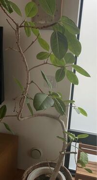 私の家に貰い物で5年くらいある木ですが 名前がわかりません 教えてください 調 Yahoo 知恵袋