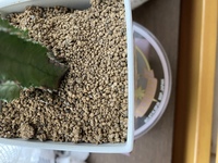 多肉植物の土に白いつぶつぶ ポリゴナという多肉植物を花屋さんで先 Yahoo 知恵袋