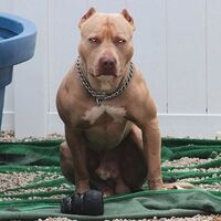 ピットブルはどれくらい強いの 成人男性でも勝てませんか 犬ってのはチワワ Yahoo 知恵袋