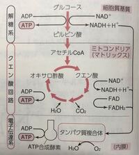高校生物についてです 呼吸などのこの仕組みが分からないのですが覚える方法 Yahoo 知恵袋