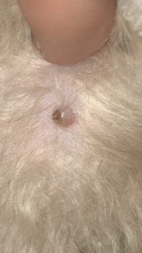 飼ってる犬の背中 お尻より にできものがあるのですが ずっと前から Yahoo 知恵袋