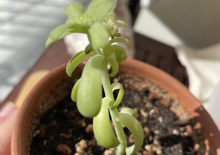 多肉植物だと思うのですが この植物はなんという名前か教えていただけな Yahoo 知恵袋